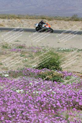 media/Feb-04-2023-SoCal Trackdays (Sat) [[8a776bf2c3]]/Turn 15 Inside Blooming (1050am)/